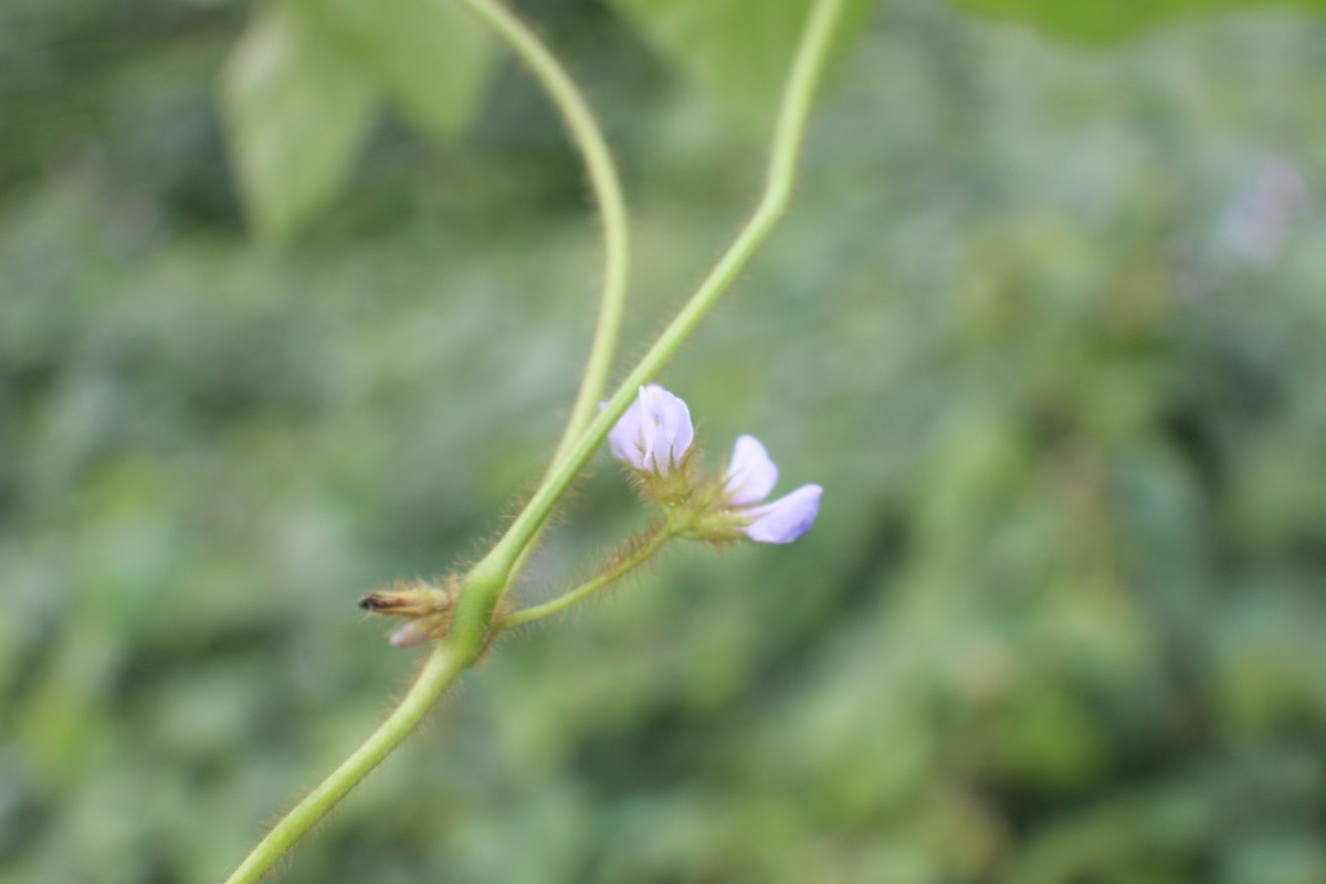 Calopogonium mucunoides Desv.